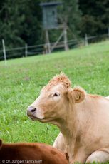 Hausrind (142 von 174).jpg